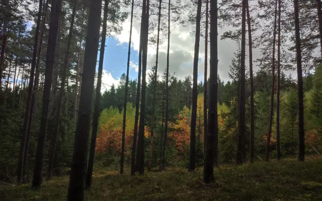 Výšlap po Sudetských lesích s povídáním lesníků