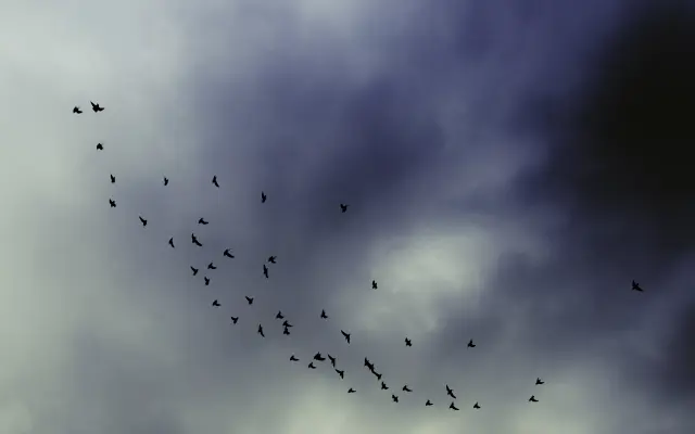 Metaforická fotografie od Evy Venzo