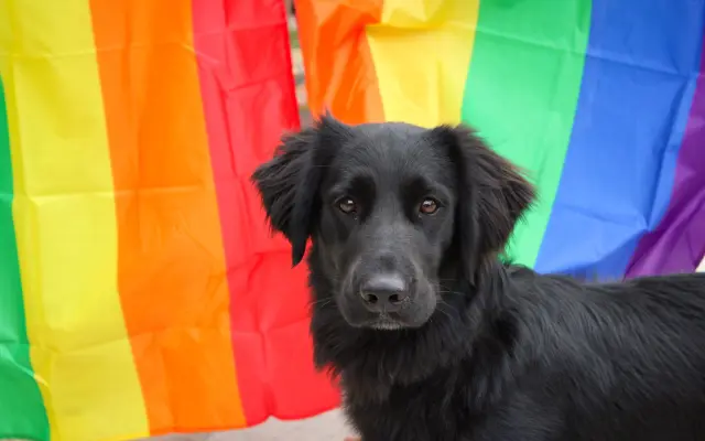 Mecenášstvo Most Pride