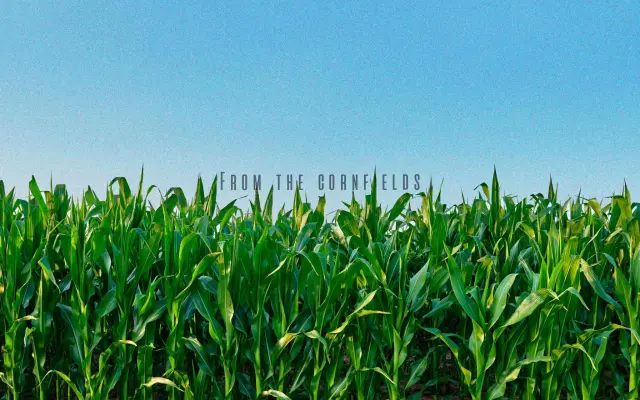 Vinyl From The Cornfields