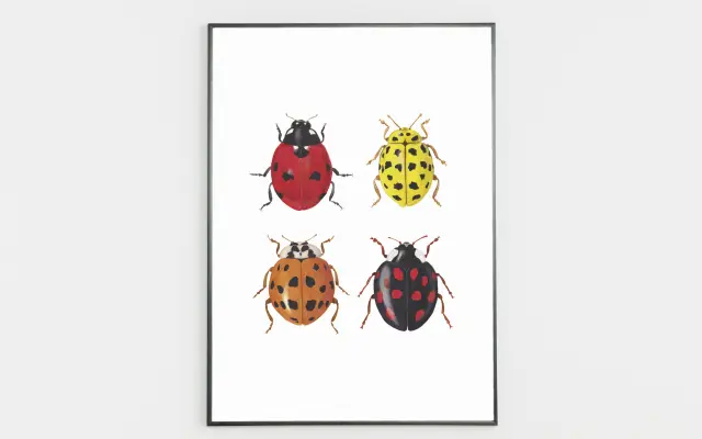 Kniha JSME HMYZ + ART-PRINT SLUNÉČKA A3