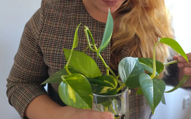 Řízky květin z kanceláře Mezilesí