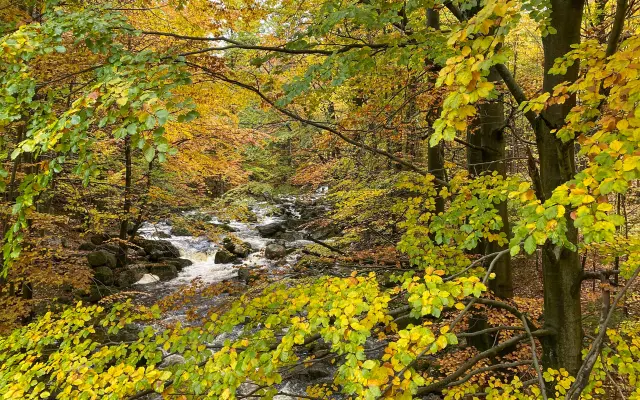 Kniha PŘÍBĚHY Z JIZERSKÝCH HOR V KOMIKSECH + vycházka s autorem do Jizerskohorských bučin