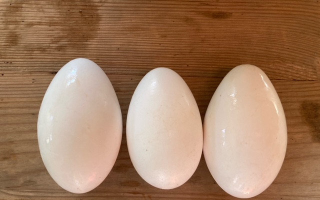 Husí vejce * osobní odběr