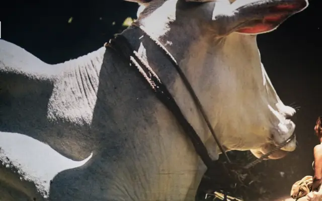 2 lístky na představení Smečka - 27. 1. od 19 hodin