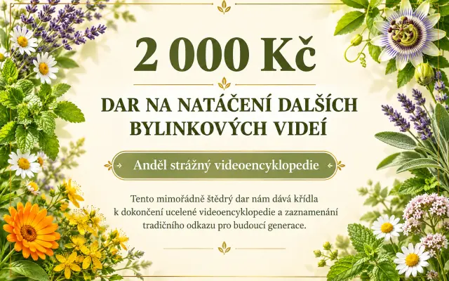 2000 Kč - anděl strážný videoencyklopedie
