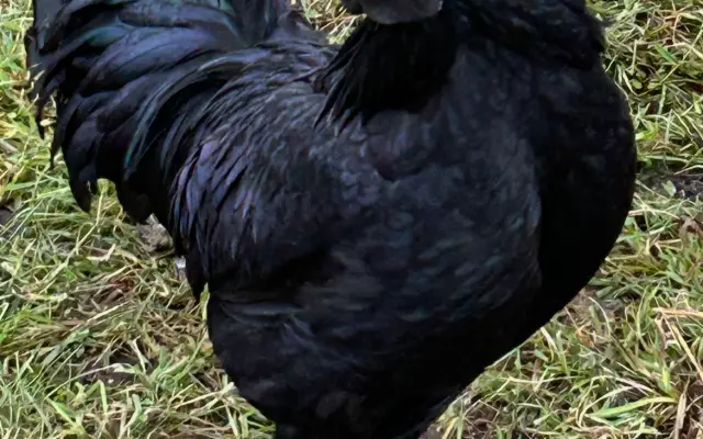 🏭🐓 EXKLUZIVNÍ PROHLÍDKA DÍLNY + SETKÁNÍ S KARLOSEM