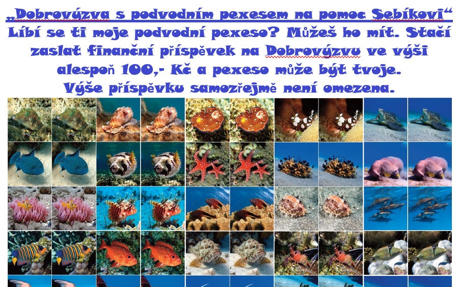 Dobrovýzva s podvodním pexesem na pomoc Sebíkovi