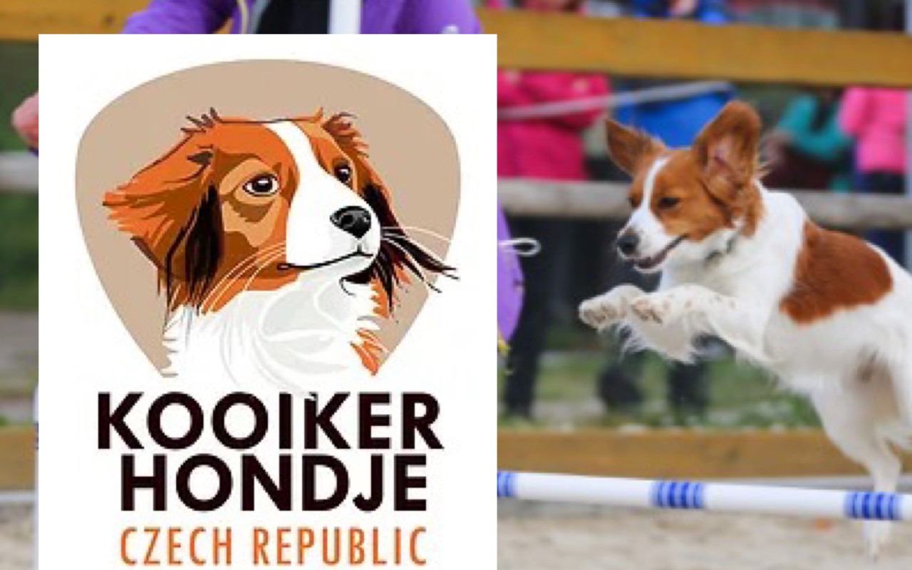 Kooikerhondje s agiliťáky běží pro útulky