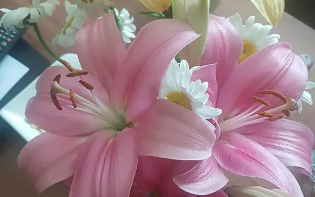 Moje narozeninové přání